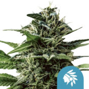 Royal Queen Seeds Tatanka Pure CBD graines de cannabis (paquet de 3 graines)