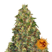 Barney's Farm Amnesia Haze Auto graines de cannabis autofloraison (paquet de 3 graines)