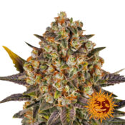 Barney's Farm Banana Punch graines de cannabis feminisées (paquet de 3 graines)