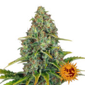 Barney's Farm Blue Cheese Auto graines de cannabis autofloraison (paquet de 3 graines)