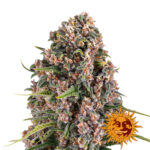 Barney's Farm Blue Cheese graines de cannabis feminisées (paquet de 3 graines)