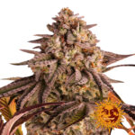 Barney's Farm Blue Sunset Sherbert graines de cannabis feminisées (paquet de 3 graines)