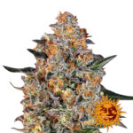 Barney's Farm Bubba Kush graines de cannabis feminisées (paquet de 3 graines)