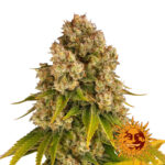 Barney's Farm Cheese Auto graines de cannabis autofloraison (paquet de 3 graines)