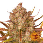 Barney's Farm Dos Si Dos Auto graines de cannabis autofloraison (paquet de 3 graines)