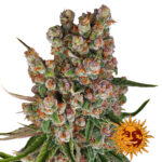 Barney's Farm GMO Auto graines de cannabis autofloraison (paquet de 3 graines)