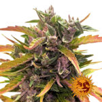 Barney's Farm Gorilla Glue Auto graines de cannabis autofloraison (paquet de 3 graines)