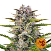 Barney's Farm Gorilla Zkittlez Auto graines de cannabis autofloraison (paquet de 3 graines)