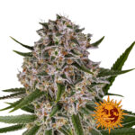 Barney's Farm Lemon Haze Auto graines de cannabis autofloraison (paquet de 3 graines)