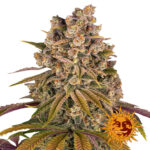 Barney's Farm Lemon Tree graines de cannabis feminisées (paquet de 3 graines)