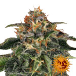 Barney's Farm Moby Dick graines de cannabis feminisées (paquet de 3 graines)