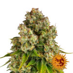 Barney's Farm Purple Punch x Lemon Drizzle graines de cannabis feminisées (paquet de 3 graines)