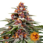 Barney's Farm Runtz Auto graines de cannabis autofloraison (paquet de 3 graines)