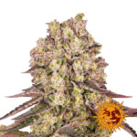 Barney's Farm Runtz Muffin graines de cannabis feminisées (paquet de 3 graines)