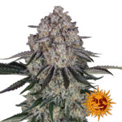 Barney's Farm Sour Diesel Auto graines de cannabis autofloraison (paquet de 3 graines)