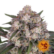 Barney's Farm Sour Diesel graines de cannabis feminisées (paquet de 3 graines)