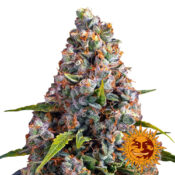 Barney's Farm Strawberry Cheesecake Auto graines de cannabis autofloraison (paquet de 5 graines)