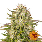 Barney's Farm Wedding Cake Auto graines de cannabis autofloraison (paquet de 5 graines)