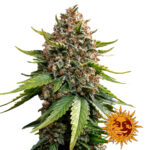 Barney's Farm White Widow XXL Auto graines de cannabis autofloraison (paquet de 3 graines)