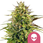 Royal Queen Seeds Alien OG graines de cannabis feminisées (paquet de 3 graines)