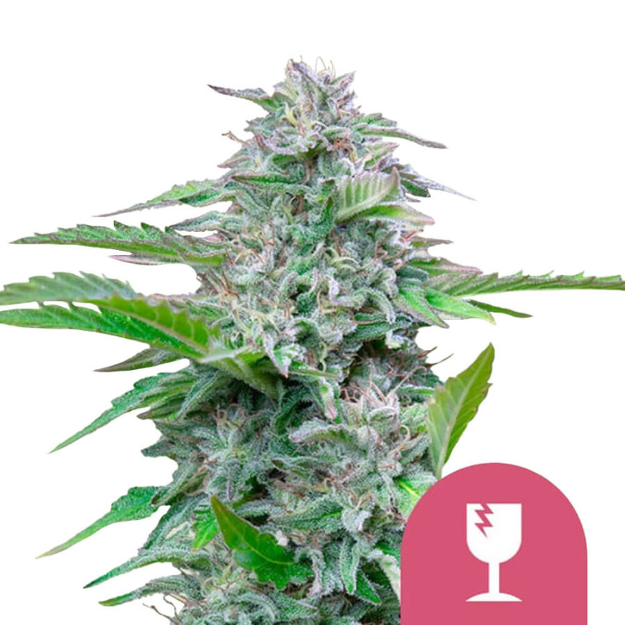 Royal Queen Seeds Critical graines de cannabis feminisées (paquet de 3 graines)