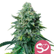 Royal Queen Seeds Forbidden Fruit graines de cannabis feminisées (paquet de 3 graines)