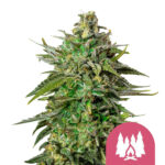 Royal Queen Seeds Larry OG graines de cannabis feminisées (paquet de 3 graines)