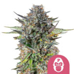 Royal Queen Seeds Pink Gorilla graines de cannabis feminisées (paquet de 5 graines)