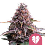 Royal Queen Seeds Pink Minst graines de cannabis feminisées (paquet de 3 graines)