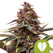 Royal Queen Seeds Pink Mist Auto graines de cannabis autofloraison (paquet de 3 graines)