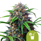 Royal Queen Seeds Purple Lemonade Auto graines de cannabis autofloraison (paquet de 3 graines)