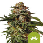 Royal Queen Seeds Special Queen 1 Auto graines de cannabis autofloraison (paquet de 5 graines)