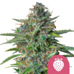 Royal Queen Seeds Strawberry Cough graines de cannabis feminisées (paquet de 3 graines)