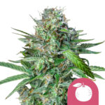 Royal Queen Seeds Tangie graines de cannabis feminisées (paquet de 5 graines)