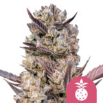 Royal Queen Seeds Tropicana Cookies Purple   graines de cannabis feminisées (paquet de 3 graines)