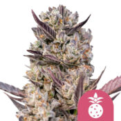 Royal Queen Seeds Tropicana Cookies Purple   graines de cannabis feminisées (paquet de 3 graines)