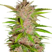 Fast Buds - Fastberry Automatic (3graines/paquet)