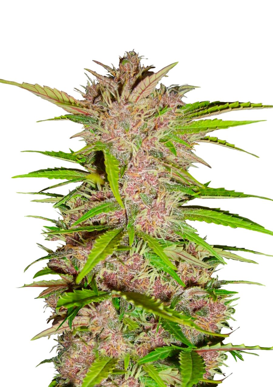 Fast Buds - Fastberry Automatic (5graines/paquet)