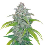 Fast Buds - Blue Dream 'Matic (3graines/paquet)