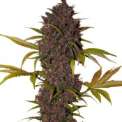 Fast Buds - LSD-25 Automatic (5graines/paquet)