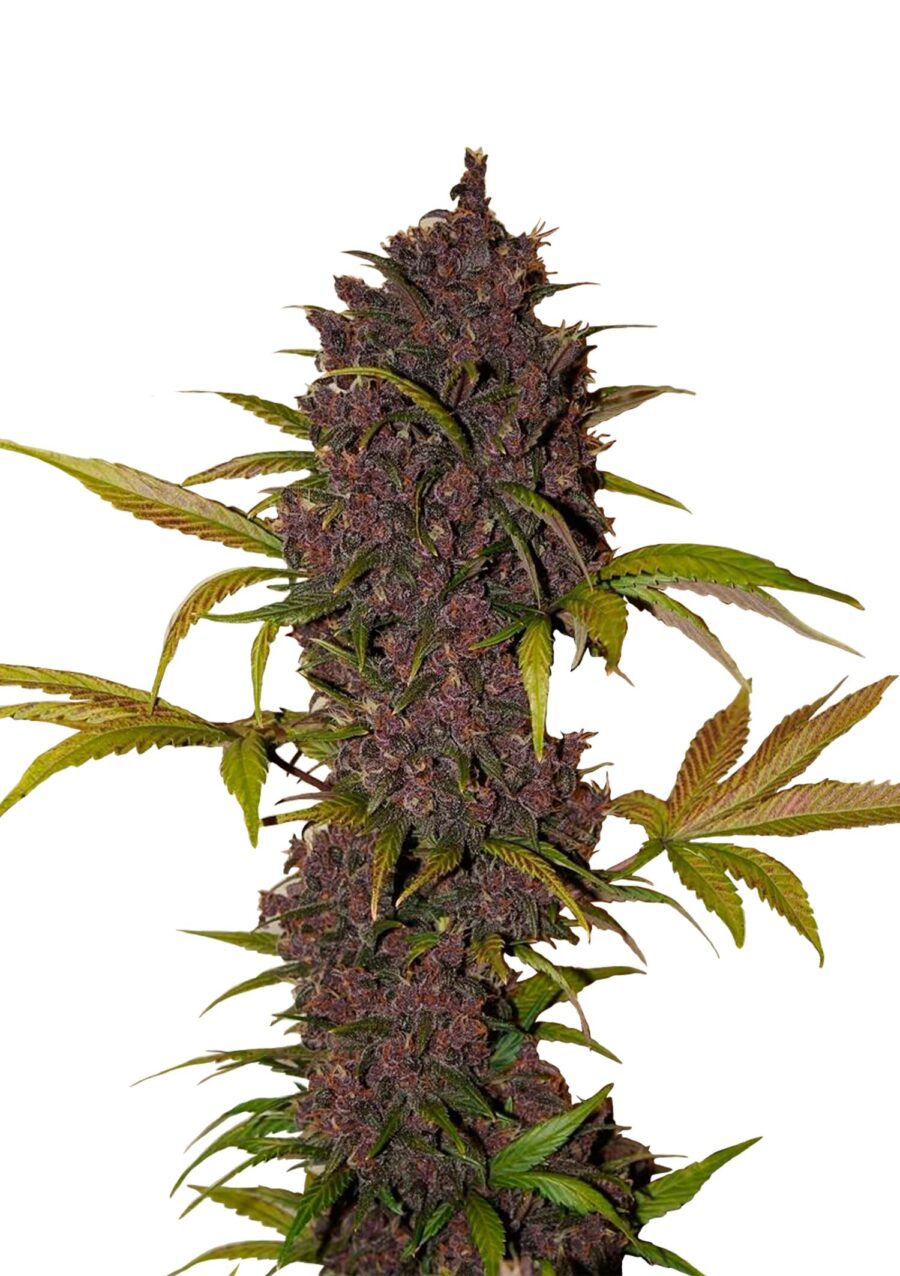Fast Buds - LSD-25 Automatic (3graines/paquet)