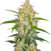 Fast Buds - Zkittlez Automatic (3graines/paquet)