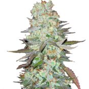 Fast Buds - G14 Automatic (3graines/paquet)