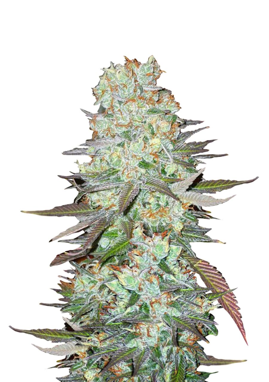 Fast Buds - G14 Automatic (5graines/paquet)