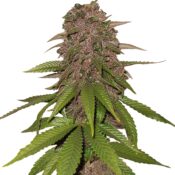 Fast Buds - C4 Automatic (3graines/paquet)