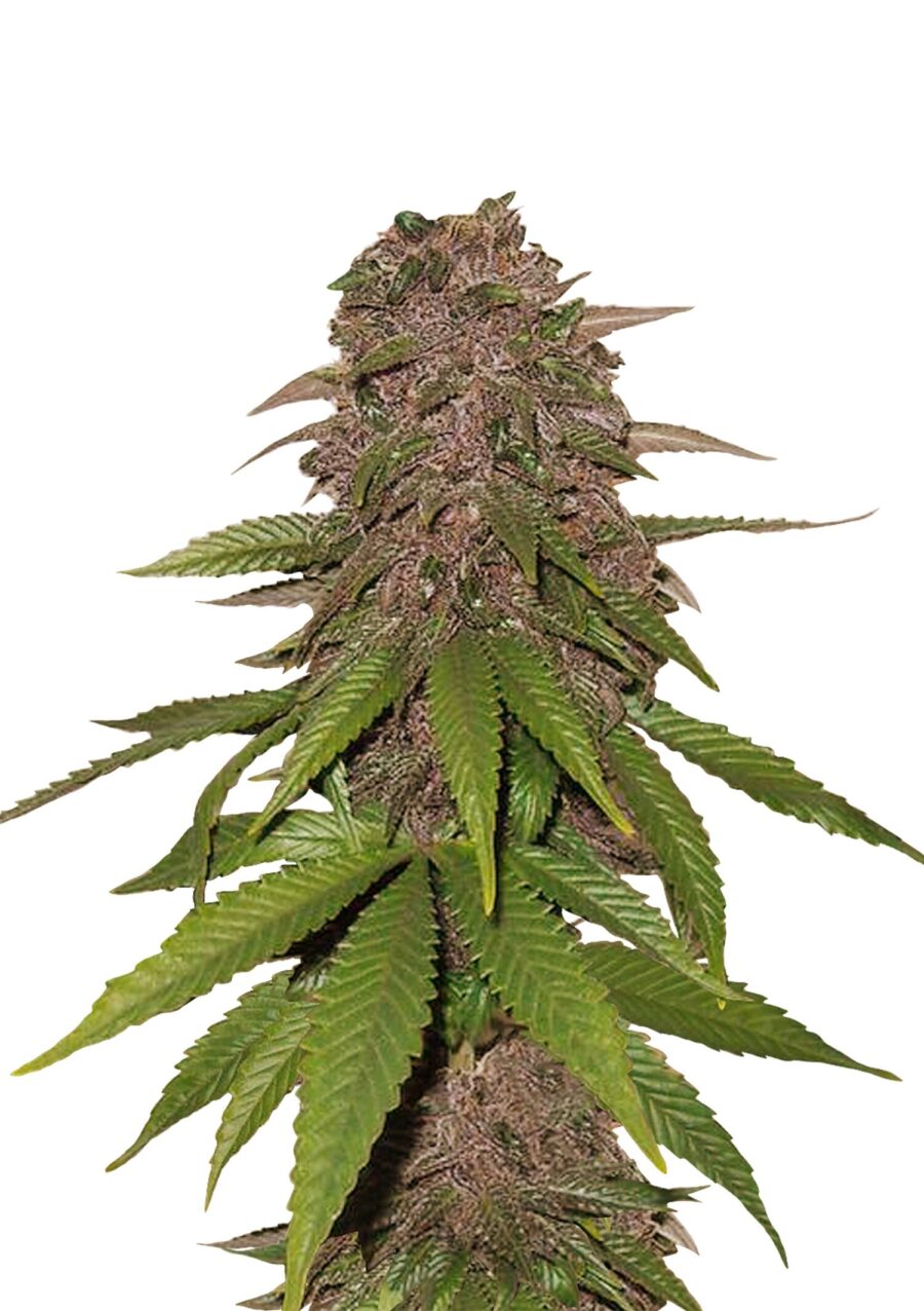 Fast Buds - C4 Automatic (5graines/paquet)