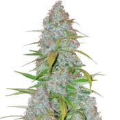 Fast Buds - Californian Snow (3graines/paquet)