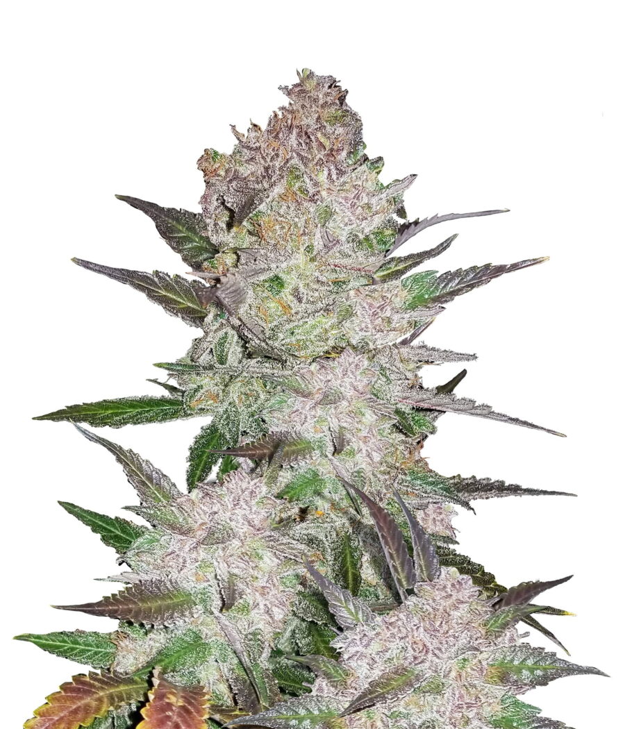 Fast Buds - Cream Cookies (5graines/paquet)