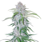 Fast Buds - Six Shooter Automatic (3graines/paquet)