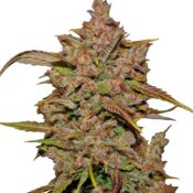 Fast Buds - Crystal Meth Automatic (3graines/paquet)